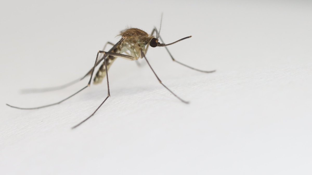 Dr Cameron Webb (@mozziebites) on Twitter photo Health authorities are warning people in the Griffith region of NSW to avoid mosquito bites after Japanese encephalitis virus was detected in local mosquitoes  nsw.gov.au/departments-an… 🦟 Health authorities are warning people in the Griffith region of NSW to avoid mosquito bites after Japanese encephalitis virus was detected in local mosquitoes  nsw.gov.au/departments-an… 🦟