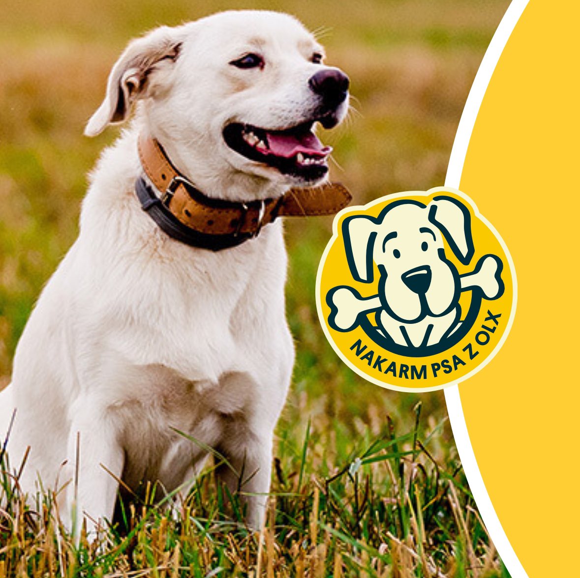 Ruszyła 17. edycja akcji „NAKARM PSA Z OLX”, dzięki której możemy poprawić życia psów ze schronisk przy pomocy kilku kliknięć na swoim smartfonie.