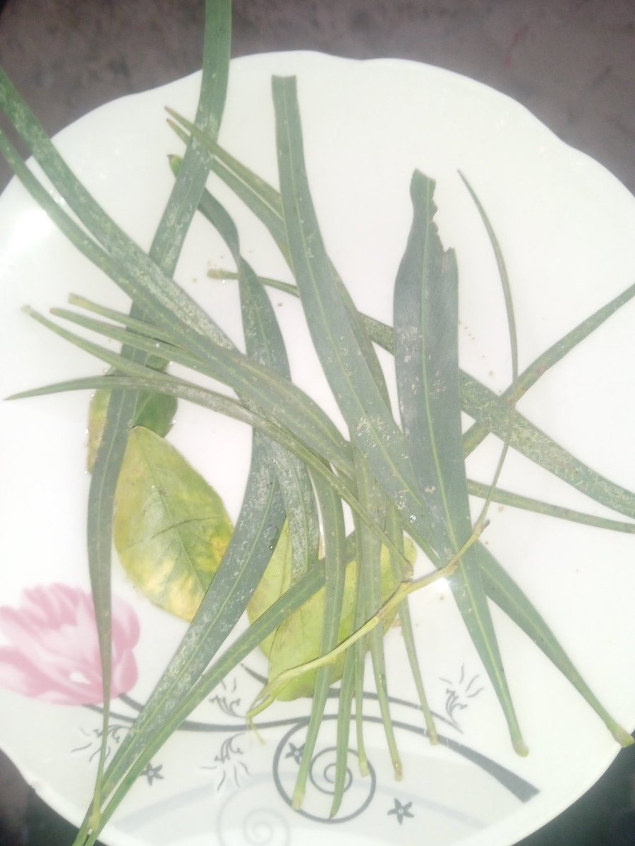 milkkirie's tweet photo. "DONT SCROLLING PLEASE , I BEG U

Can you imagine trying to swallow leaves, how hard that would be?! Please donate what you can to help us buy flour, even if it is a few grams of it 🥹💔

HELP ME GET FOOD"
https://t.co/O0j6Ehbr6B https://t.co/3UzOpVEq0Q