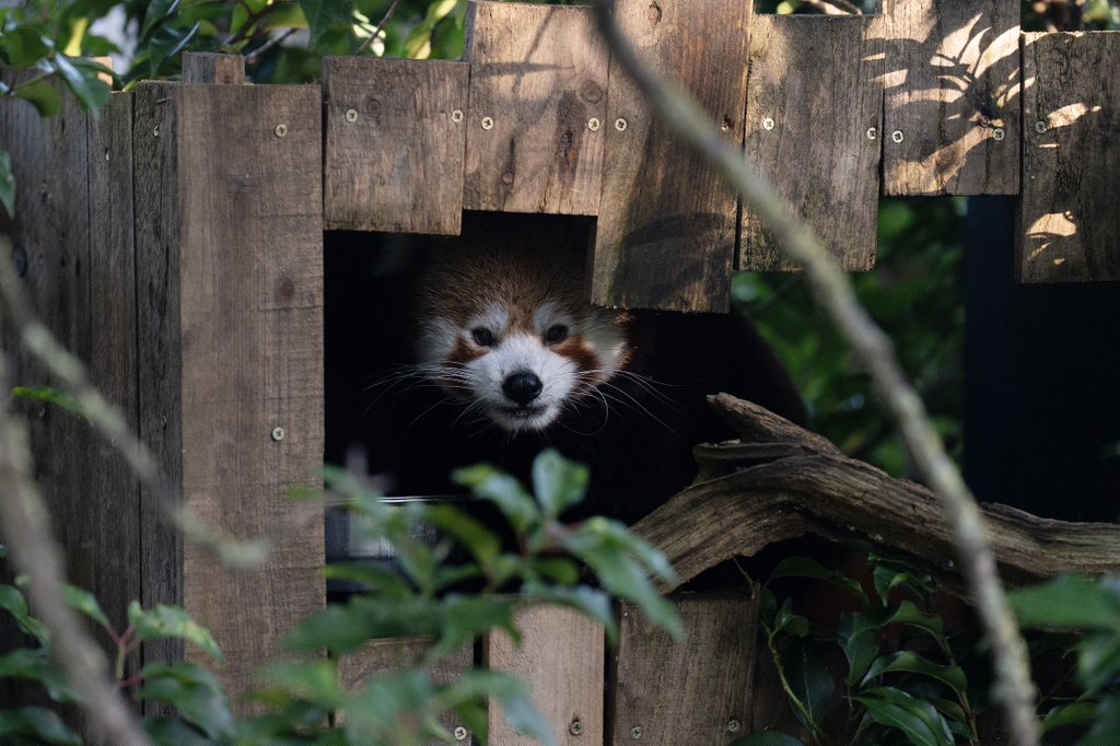 chesterzoo's tweet image. ⚠️ SATURDAY 7 DECEMBER – IMPORTANT UPDATE ⚠️

We’re so sorry to announce that due to a severe weather warning, including very high winds forecast throughout the day tomorrow, the zoo will be closed on Saturday 7 December. This includes both daytime admissions and Lanterns &amp;amp; Light…