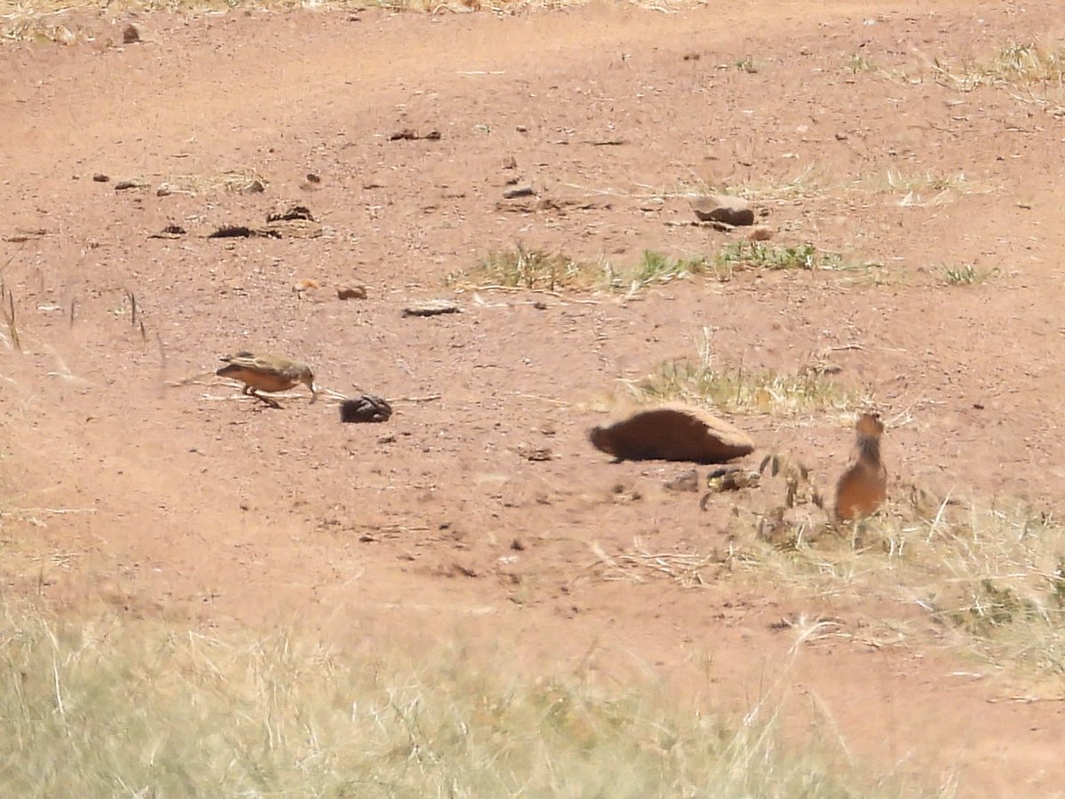 Got a few ID mysteries from Kenya (Laikipia) in September if anyone has any ideas? Red-winged Larks? Pipits?