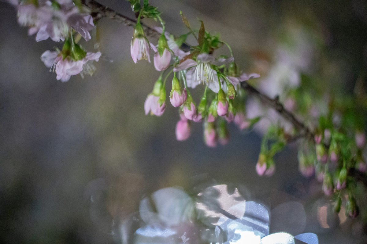 geno1192's tweet photo. ヒマラヤ桜が咲き始めました。
結構たくさん花がついてるんですね。明日は明るいうちに撮りに来よう。 https://t.co/7NMUJJhKLQ