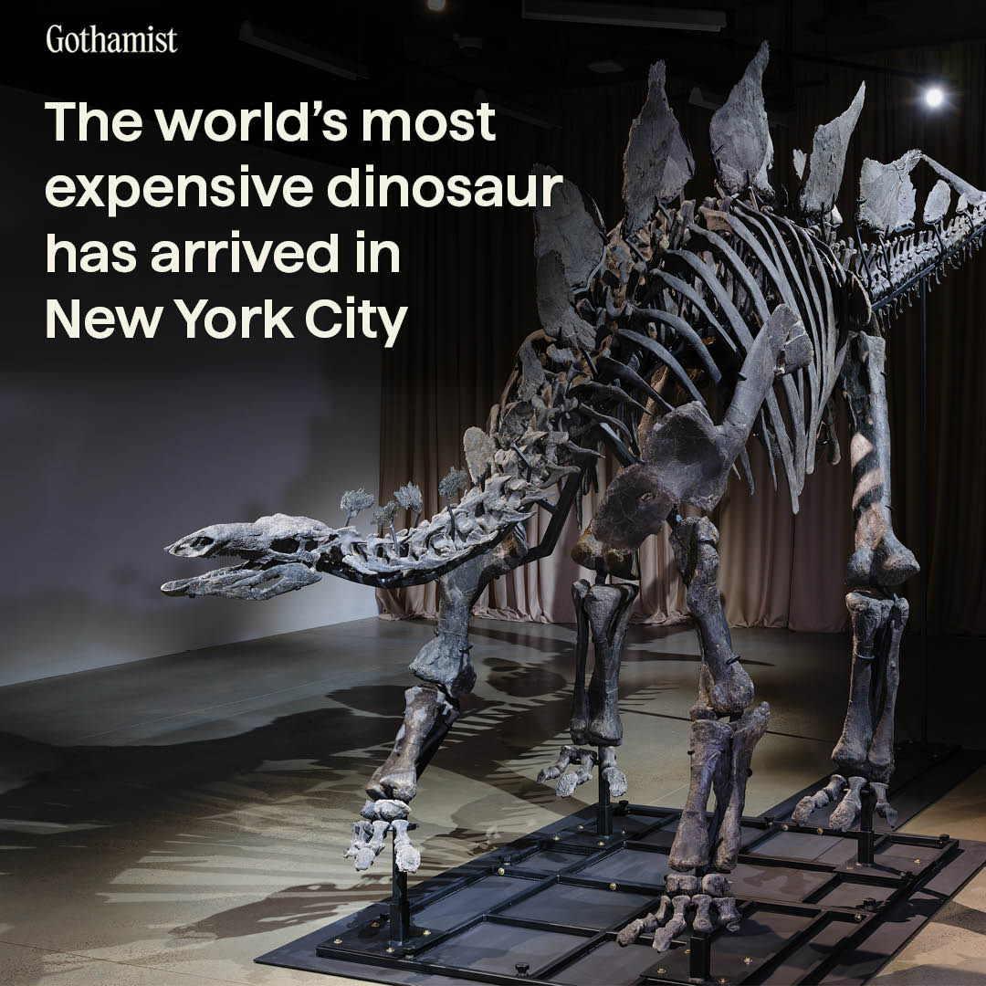 Gothamist's tweet image. The 150-million-year-old stegosaurus named Apex was purchased in July for $44.6 million: bit.ly/3ZFiQ4I