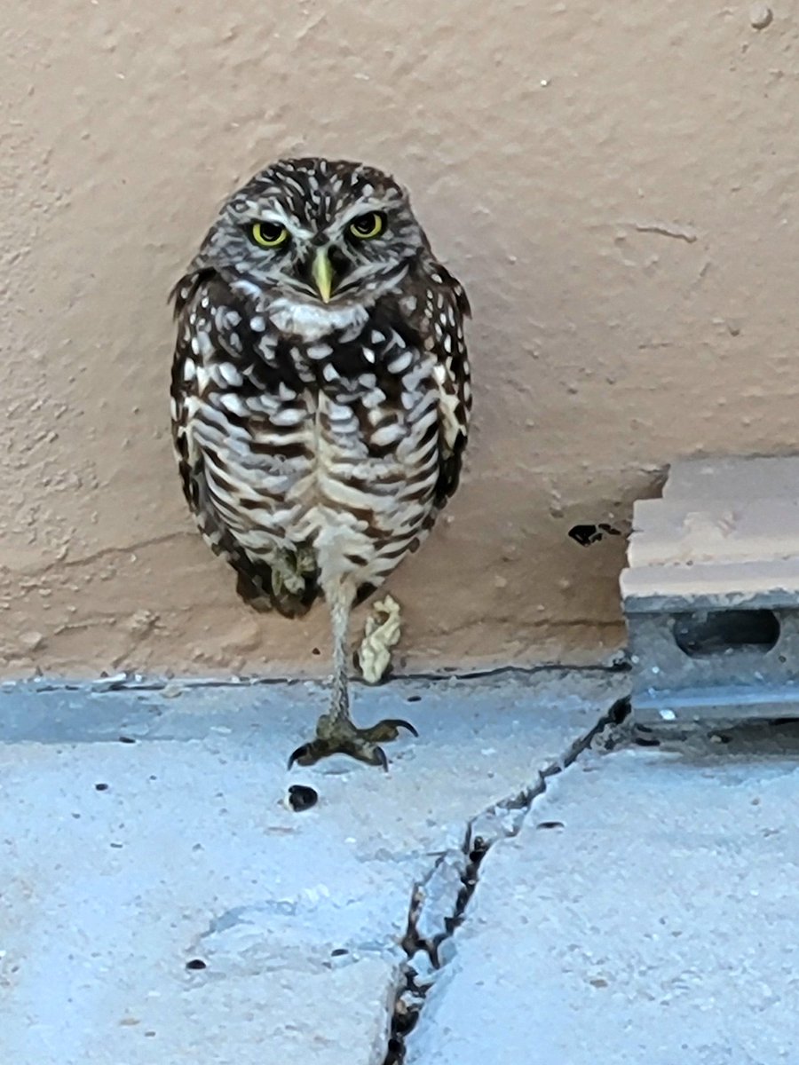 There was a burrowing owl just standing outside the principal's window at Piper High School watching and almost looking like it was judging the students as they walked by.  I have respectfully named him John Owl-i-ver. #JohnOliver #PiperHighSchool #burrowingowls <a href="/iamjohnoliver/">John Oliver</a>