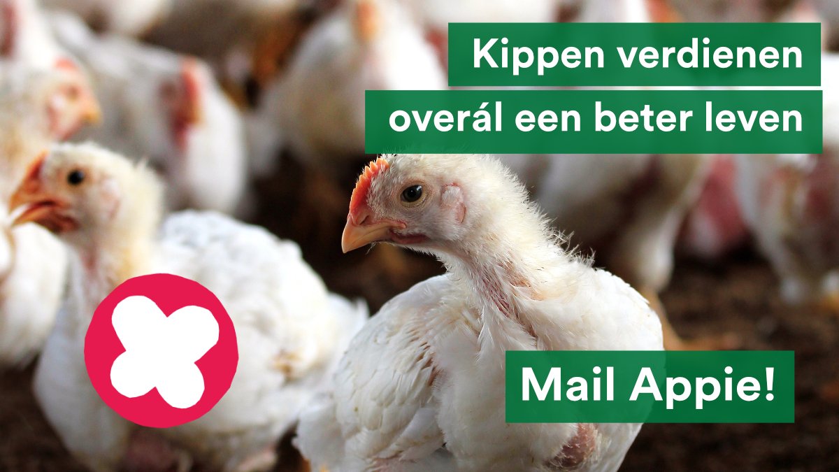 Diervriendelijk vlees bestaat niet 💔
Maar plofkippen hebben het nóg slechter dan kippen in een Beter Levenstal. AH maakt hier goede sier met Beter Leven, maar verkoopt in Tsjechië nog  plofkippen.

Dat moet stoppen! Vind jij dat ook? 👉🏽 bit.ly/ah-doe-beter-j…