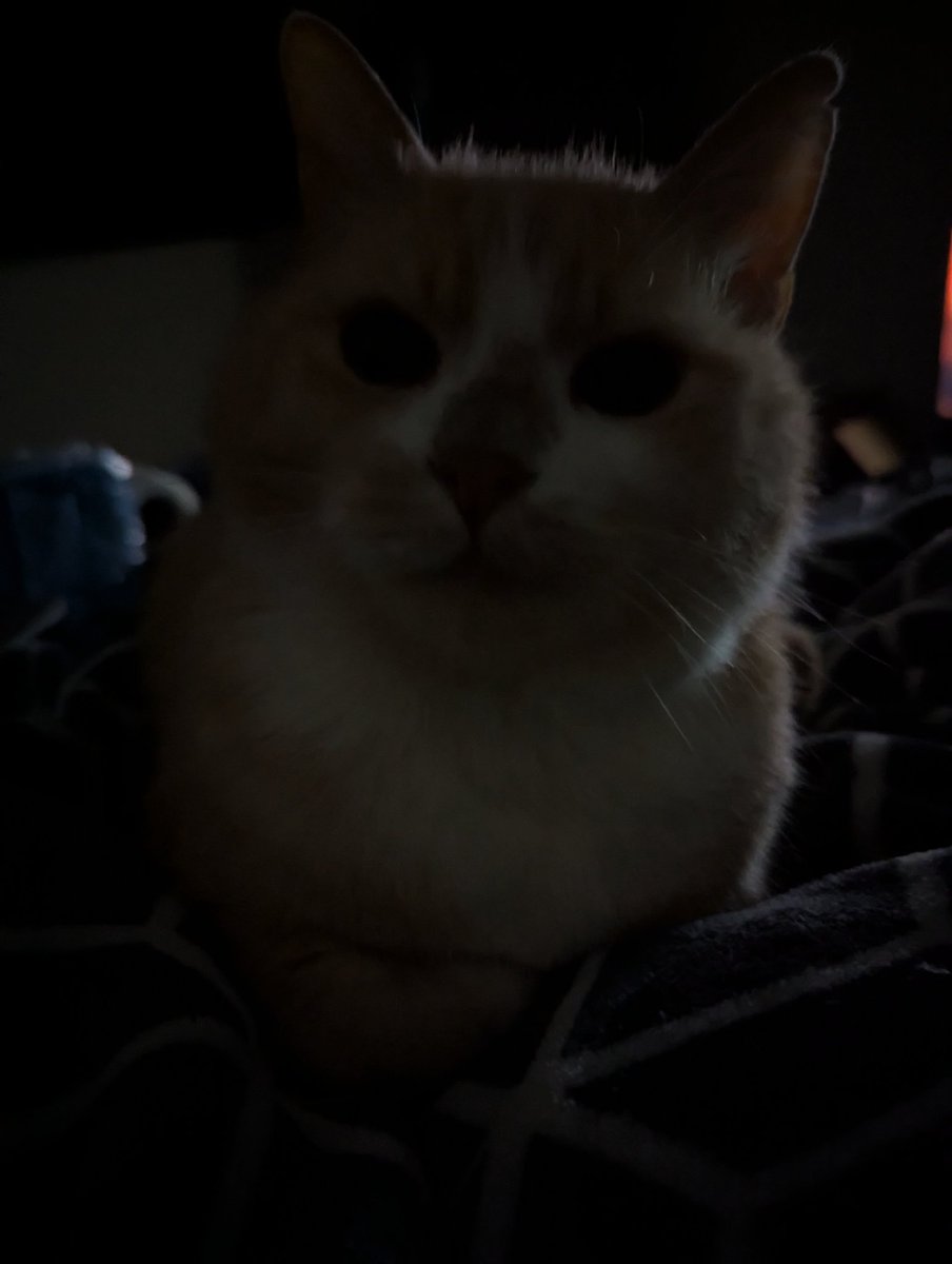 My baby is so happy I am home.  He's poking me to make sure I am still here lol 🐈🐈🐈
#ThanksCancer #Cats