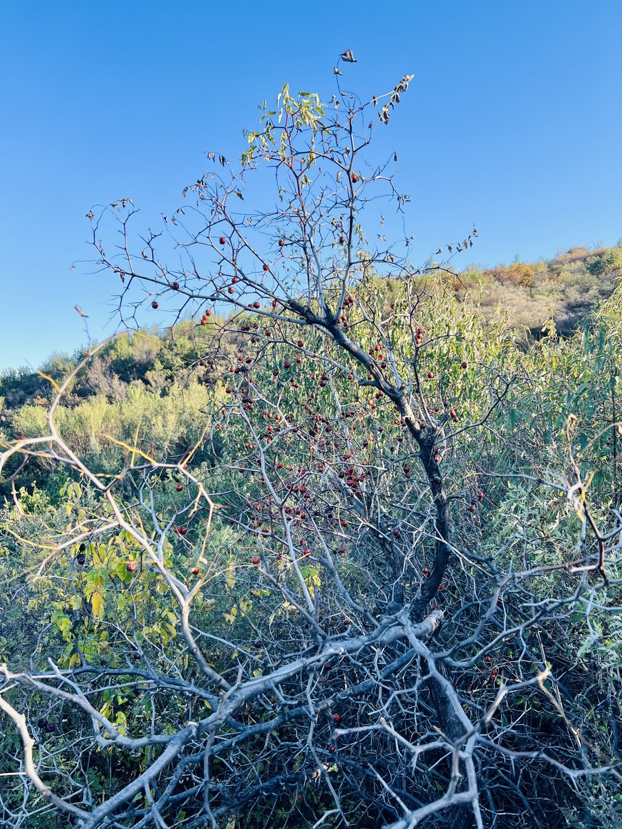 rarefiedgas's tweet photo. wild #jujubes 野酸枣#hiking https://t.co/5275R3vAXe