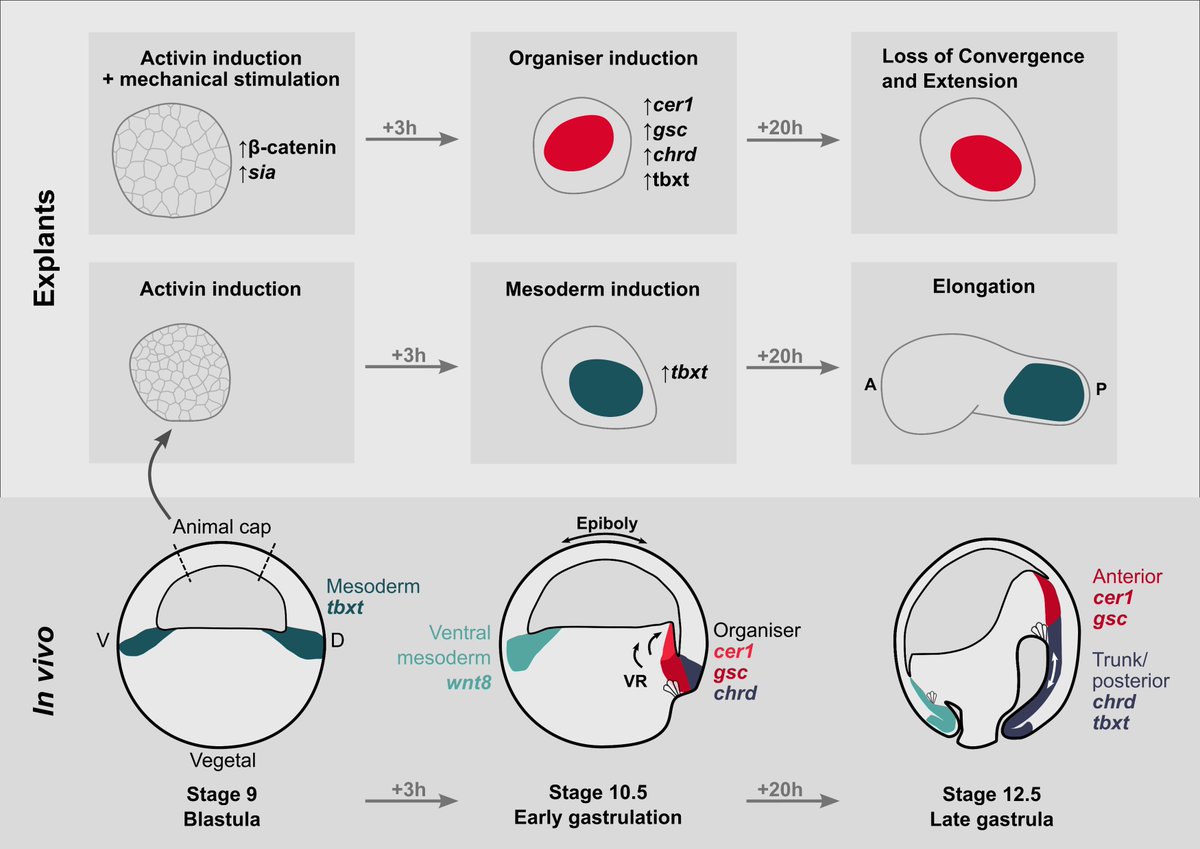 Matyas BL tweet media