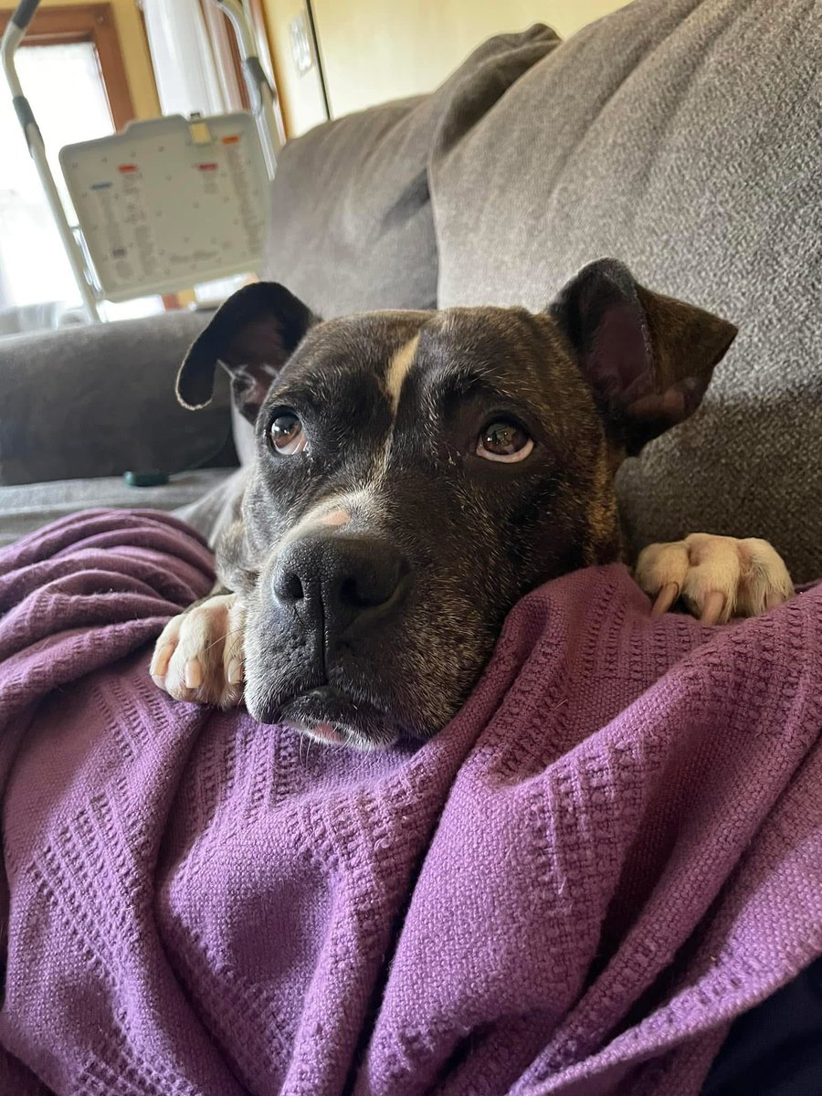 City Dogs Cleveland tweet media