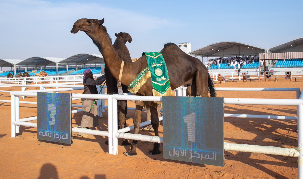 CamelClub's tweet photo. 📸| الإبل الفائزة  
فئة دق قعدان "مجاهيم" 

#مهرجان_الملك_عبدالعزيز_للإبل9 🐪🇸🇦 
#نادي_الإبل | #عام_الإبل_2024 https://t.co/H2rxduEEED