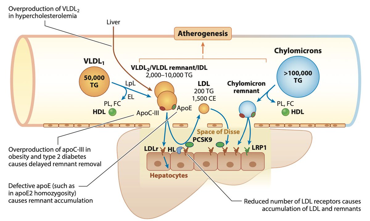 drpablocorral's tweet image. 👆Must read article!

👉Biosynthesis and Metabolism of ApoB-Containing Lipoproteins

👏Recent advances in human genetics, together with a substantial body of epidemiological, preclinical and clinical trial evidence, strongly support a causal relationship between triglyceride-rich