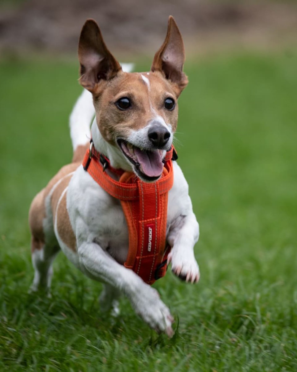 Friday Zoomies! 🤪🐶

📸 @bonnieweepups

#ezydog #dog #dogs #dogharness #jackrussell #running #dogrunning