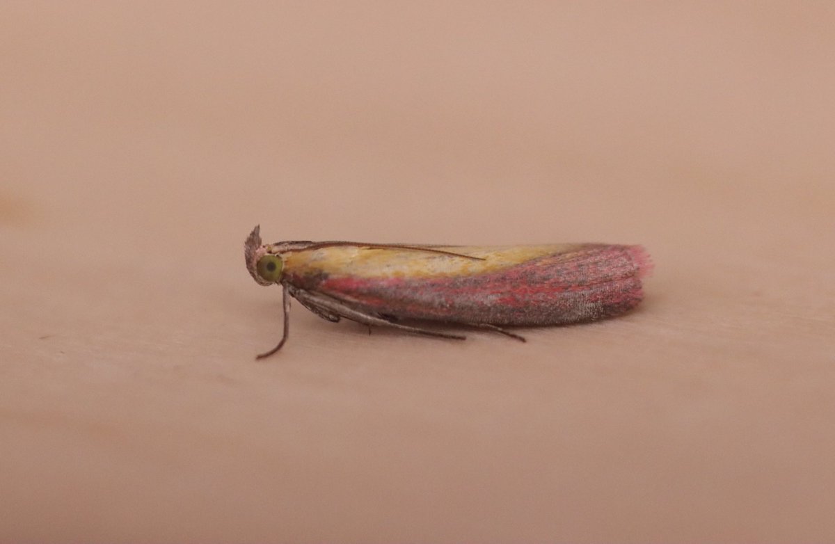 Dave Wheatley (@wheatersdave) on Twitter photo 5). The end of year wrap up. Migrant mothing. My garden has been bad for is migrants, so I’ve made an effort this year to catch more. <a href="/MigrantMothUK/">Migrant Lepidoptera</a> weather forecasts are a vital tool as well as trap position, more in the open or up high (suicidal flat slippery roof) #teammoth 5). The end of year wrap up. Migrant mothing. My garden has been bad for is migrants, so I’ve made an effort this year to catch more. <a href="/MigrantMothUK/">Migrant Lepidoptera</a> weather forecasts are a vital tool as well as trap position, more in the open or up high (suicidal flat slippery roof) #teammoth