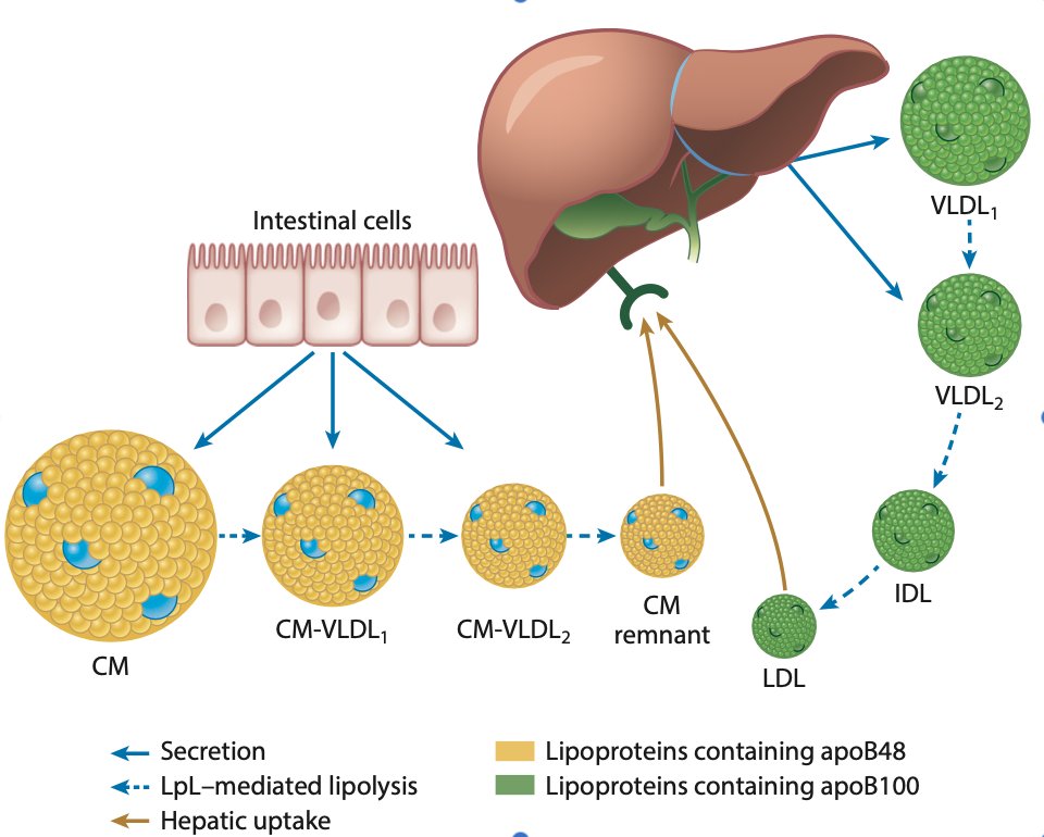 drpablocorral's tweet image. 👆Must read article!

👉Biosynthesis and Metabolism of ApoB-Containing Lipoproteins

👏Recent advances in human genetics, together with a substantial body of epidemiological, preclinical and clinical trial evidence, strongly support a causal relationship between triglyceride-rich