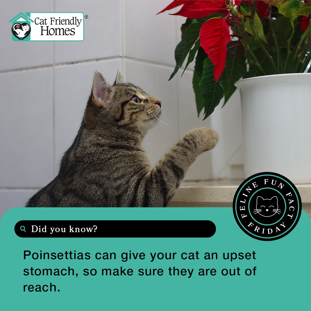 When choosing holiday decorations, be cautious with plants. Mistletoe,  amaryllis lilies, and paperwhites are toxic to cats, and poinsettias can  upset their stomachs. Keep these plants out of reach. Learn more at