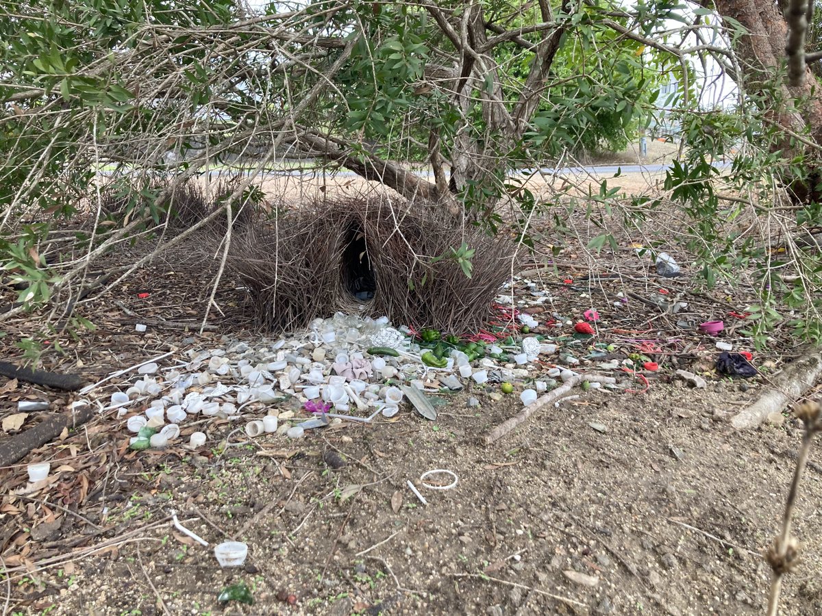 evornithology's tweet image. My student Griffin just sent me this profoundly sad photo of a Great Bowerbird bower. The painting on the right depicts what the bower should look like, filled with pebbles, shells, and bones. Nowadays, the birds use what they can most easily find in their surroundings: garbage.