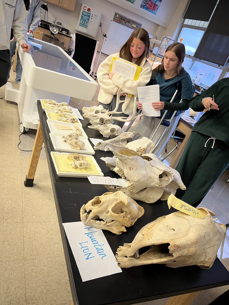 Human vs other animal skull comparison in anatomy &amp; physiology <a href="/Chagrin_Schools/">Chagrin Schools</a>