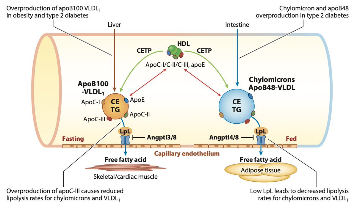 drpablocorral's tweet image. 👆Must read article!

👉Biosynthesis and Metabolism of ApoB-Containing Lipoproteins

👏Recent advances in human genetics, together with a substantial body of epidemiological, preclinical and clinical trial evidence, strongly support a causal relationship between triglyceride-rich