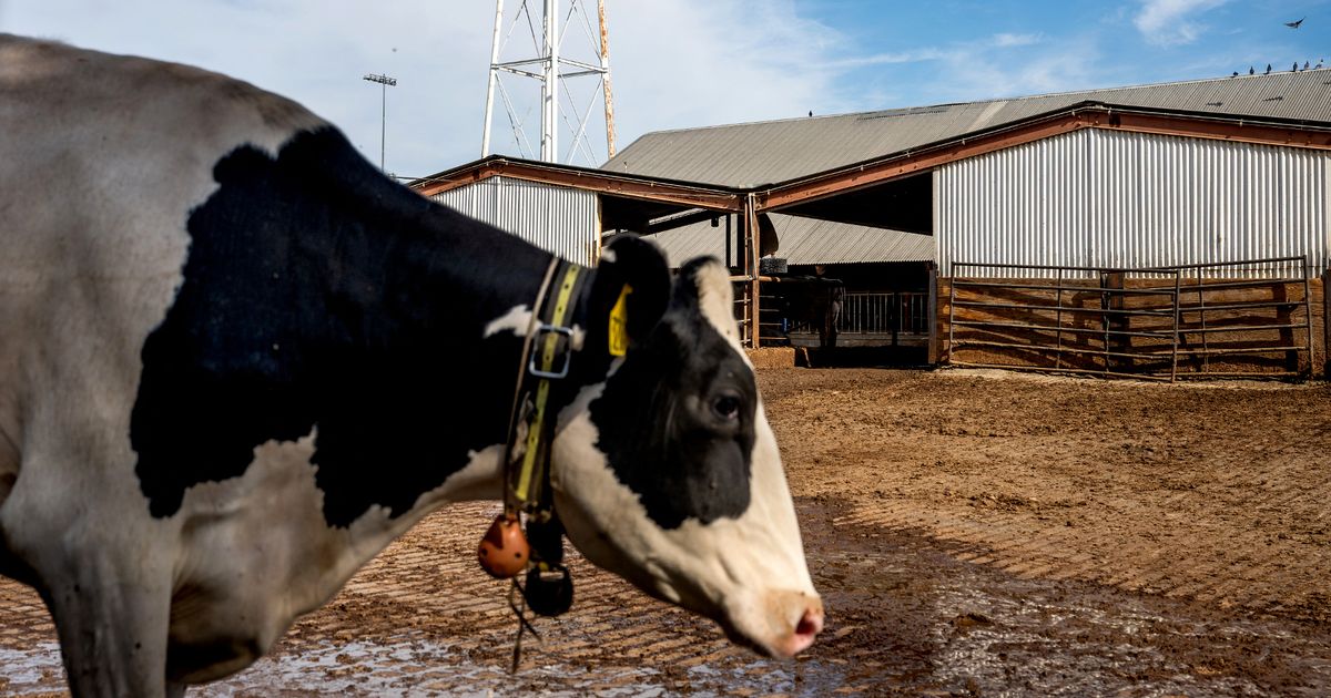 The Mirror tweet media