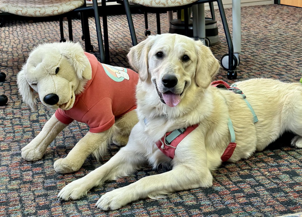 GCHSFutureU's tweet photo. Agnes understanding the assignment. #BuddyDay     🦮🐾🦴 https://t.co/CWbCGxyFE3