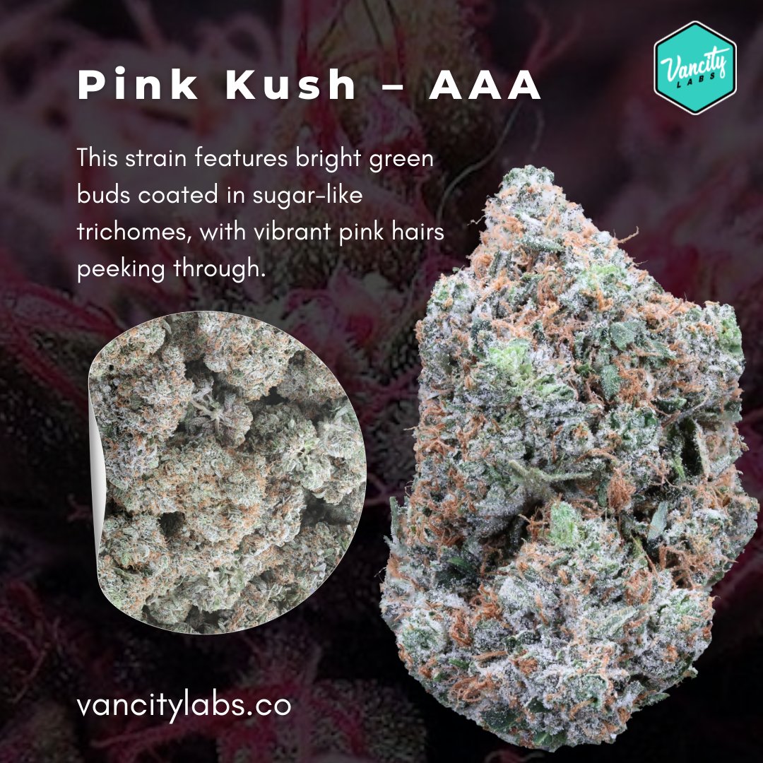 vancitylabsco's tweet photo. Pink Kush – AAA 🌸💨
Bright green buds dusted with sugar-like trichomes & vibrant pink hairs. A beauty in every puff! 🌿✨
🌐 https://t.co/ftWfwpmlYj
#PinkKush #CannabisCommunity #AAAQuality #CannabisLovers https://t.co/tkunJp1Pmp