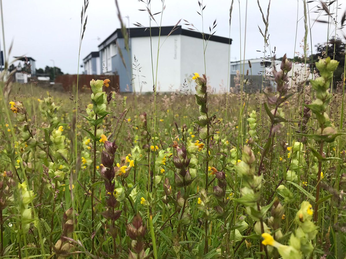 Wildlife and Countryside Link (@wcl_news) on Twitter photo The Prime Minister was wrong to blame nature protection & regulators for stopping development🏡
Read our joint letter to <a href="/Keir_Starmer/">Keir Starmer</a> calling for an urgent meeting to discuss how #nature & sustainable development can go hand-in-hand👇
wcl.org.uk/docs/2024/lett…
📷Cassie Crocker The Prime Minister was wrong to blame nature protection & regulators for stopping development🏡
Read our joint letter to <a href="/Keir_Starmer/">Keir Starmer</a> calling for an urgent meeting to discuss how #nature & sustainable development can go hand-in-hand👇
wcl.org.uk/docs/2024/lett…
📷Cassie Crocker