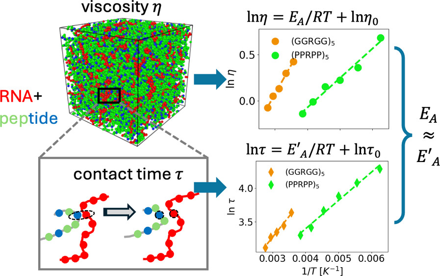 potoyangroup's tweet image. In collaboration with @BanerjeeLab_UB, we dive a little deeper into the microscopic interactions and sequence patterns shaping condensate activation energies pubs.acs.org/doi/10.1021/ac…. For more context, see also our prior work science.org/doi/10.1126/sc…