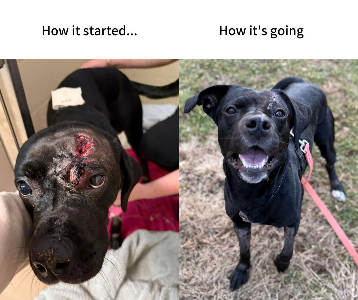 @Lvnten Justice 4 #Maverick 🐕 

We aint stopping until we find the shooter!!

#Maverick SURVIVED A POINT BLANK RANGE SHOT!! 🙌 

<a href="/MaverickCTO/">Maverick</a>

Ca:
721VwRWjDbEDMvaKr3y1TQhX6YV3zj4cQKTxh7typump