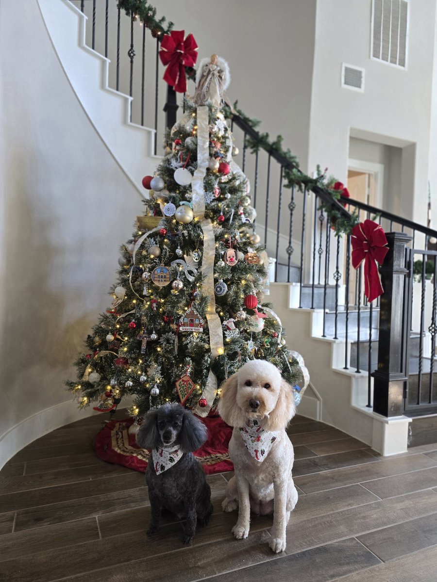Caffrican's tweet photo. Festive pups 🎄 https://t.co/K11YSJOmqG