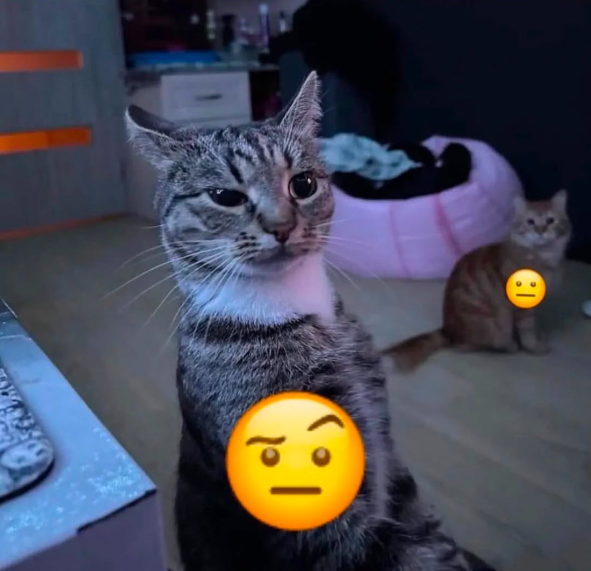 Punch Cat tweet media