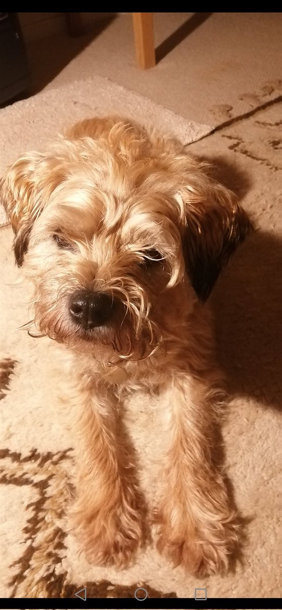 borderbertie1 tweet media