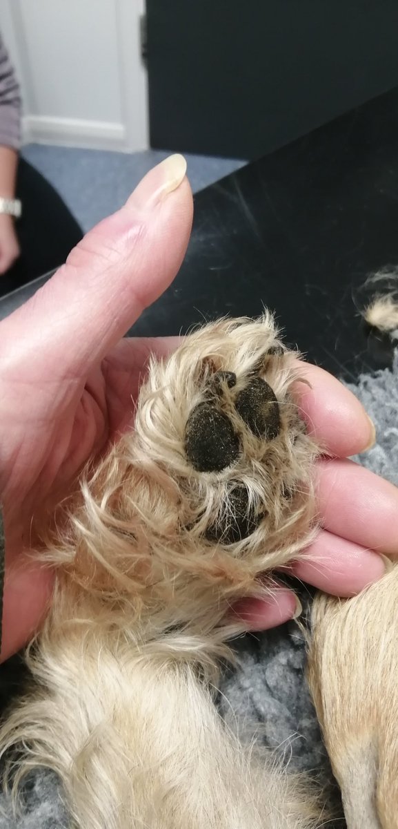 borderbertie1 tweet media