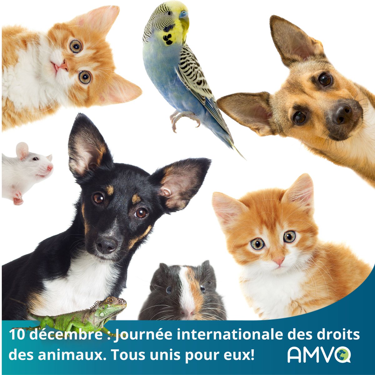 Chaque année, le 10 décembre, c'est la Journée internationale pour les droits des animaux. Chiens et chats, entre autres, ont également des droits. Et les maîtres des devoirs! #amvq #droitsanimaux #chien #chat