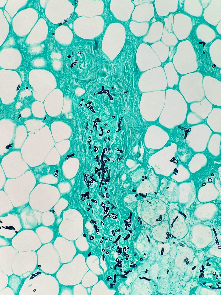 Meredith Herman, DO tweet media