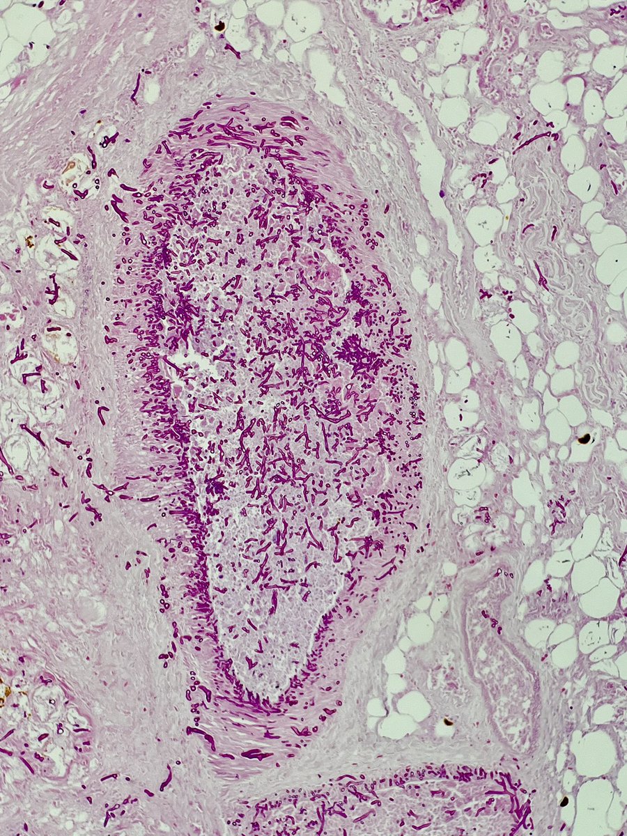 Meredith Herman, DO tweet media