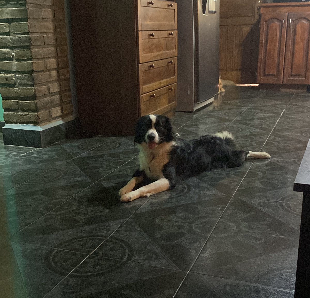 DLesiw's tweet photo. Recorrí en barrio buscando a mi perro llorando, y el muy sinvergüenza estaba abajo de la cama...
me buscabas ma?😅 https://t.co/cyESCajneX
