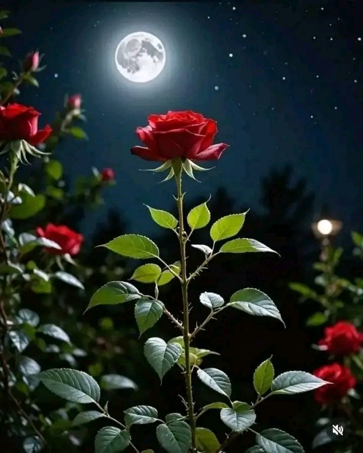 Kashifafridi800's tweet photo. I'm still here, loving you silently.

Night views 
Let's connect https://t.co/n3HbCaCaR5