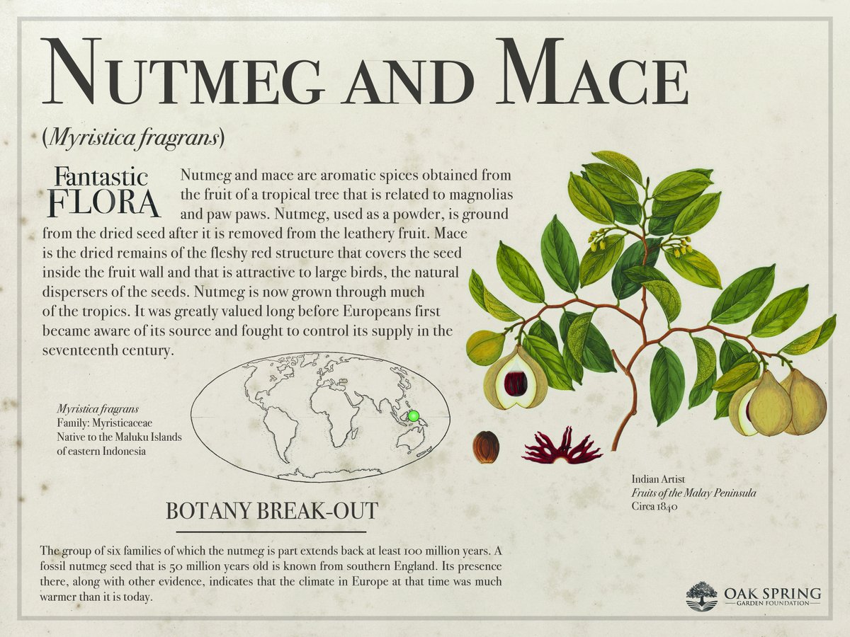 Happy #FantasticFloraFriday! It's the first Friday of December, and that means we're highlighting a plant that produces not one, but two traditional holiday spices.

For more spicy plants, visit fantasticflora.online.