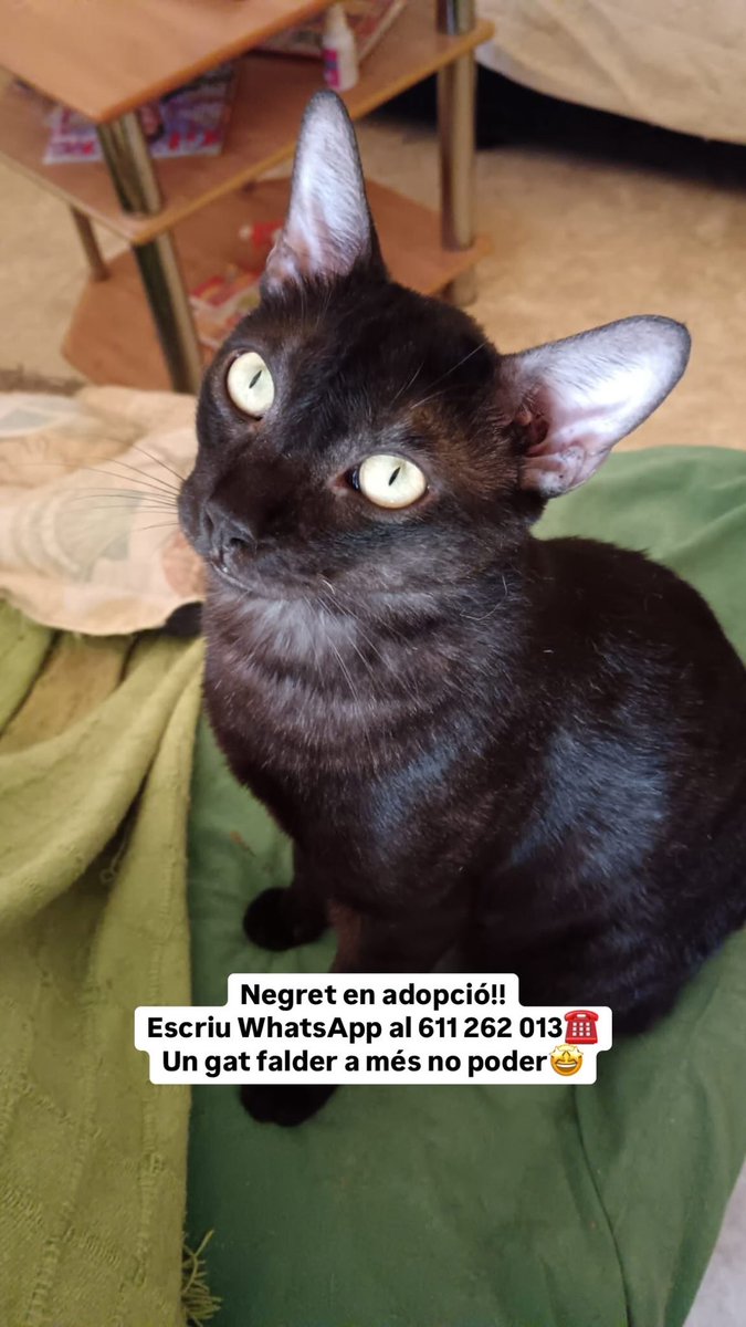 OpenEye95053629's tweet photo. Estas preciosas panteritas están en #Balaguer #Lleida #Catalunya
#Kiriko mimoso y dulce
#Negret gato faldero a más no poder
#Baggi mejor con compi felino
☎️ 611 262 013 @BigotisSos
#Adopta una panterita 🐈⬛❤️
#Adopcion #AdoptaNoCompres https://t.co/7dXHv6Kqyi