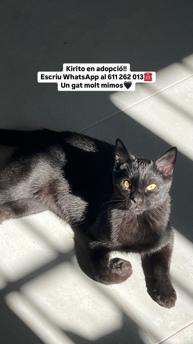 OpenEye95053629's tweet photo. Estas preciosas panteritas están en #Balaguer #Lleida #Catalunya
#Kiriko mimoso y dulce
#Negret gato faldero a más no poder
#Baggi mejor con compi felino
☎️ 611 262 013 @BigotisSos
#Adopta una panterita 🐈⬛❤️
#Adopcion #AdoptaNoCompres https://t.co/7dXHv6Kqyi