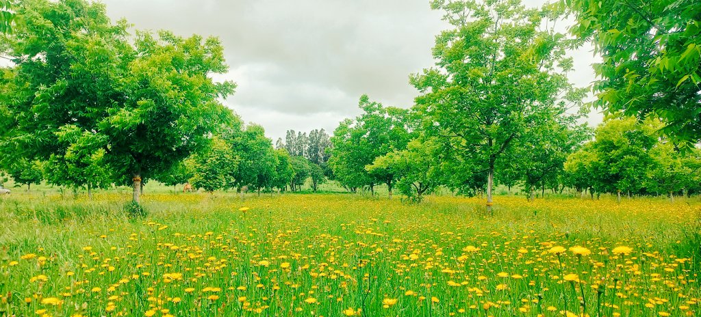 Algunas  malezas pueden dar buenas fotos: la otra plantación de #pecan con los polinizadores en Diente de Leon (Leontodon sp.)