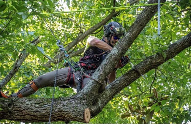 MonsterTreeMD's tweet image. Monster’s climbers are your tree’s superheroes! Our climbers have the best training, experience and cutting-edge equipment to keep your trees and property healthy and safe.

#monstertreeservice #treeclimbers #treecare #superheroes