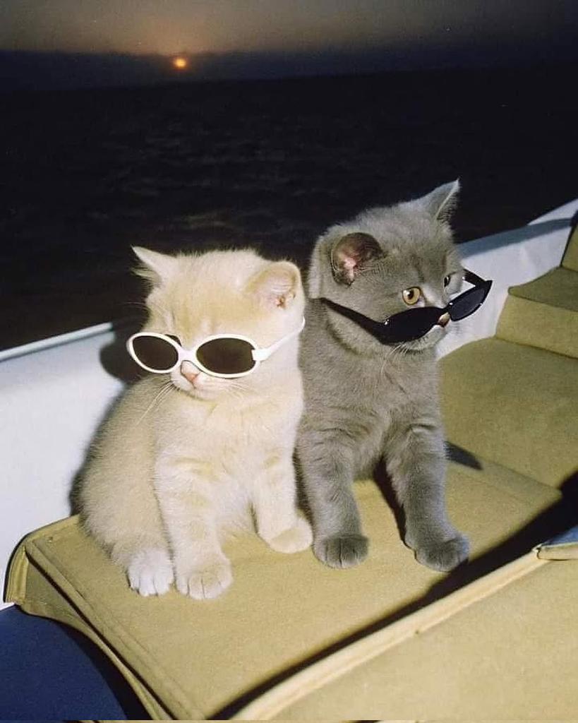 smol silly cat tweet media