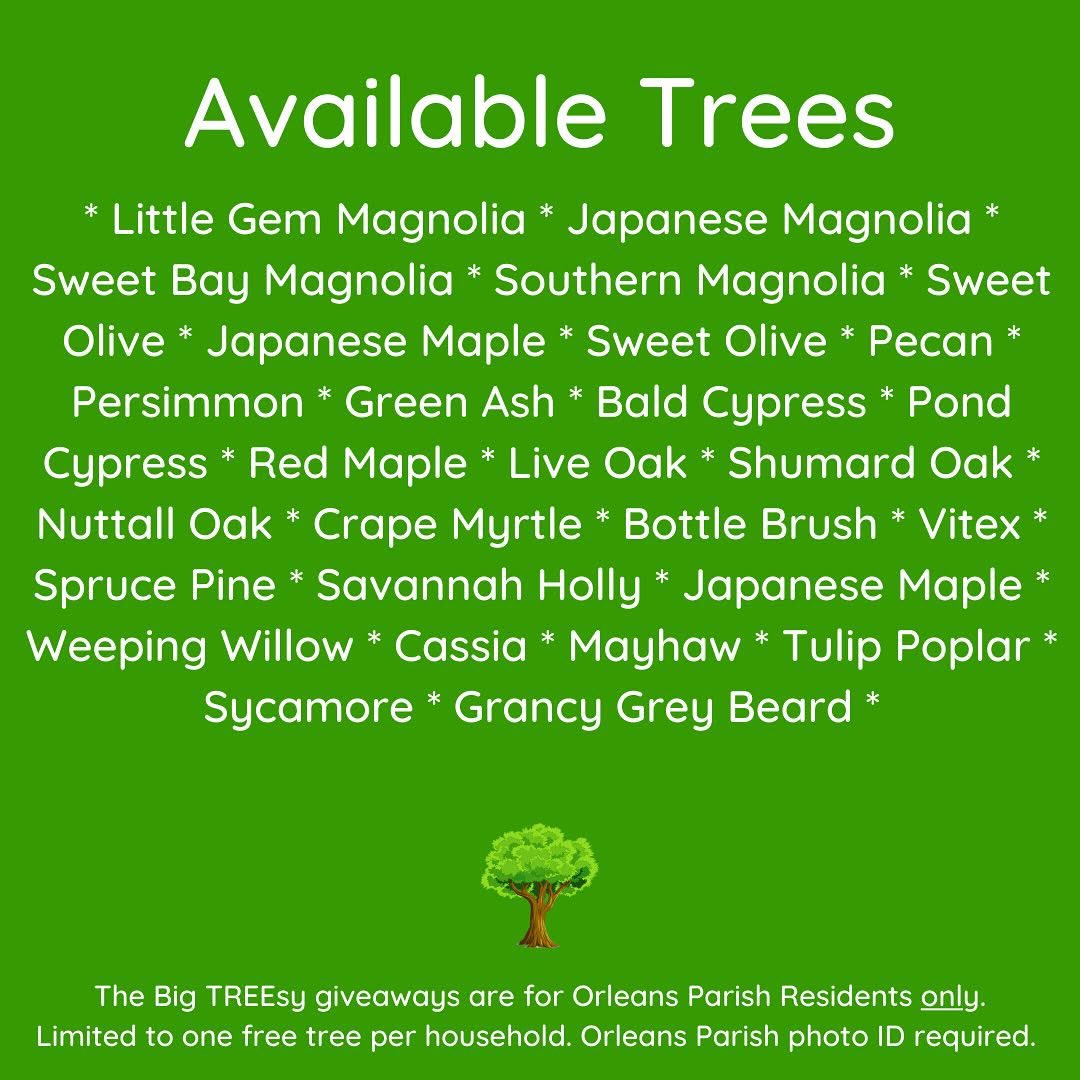 Parks &amp; Parkways will host @nolatreeproject’s The Big TREEsy Giveaway tomorrow, Dec 7th from 8:30 am - 12 pm. Orleans Parish residents are welcome to 1️⃣ free tree per household (Orleans Parish photo ID requird 🪪). Visit nolatreeproject.org/what-we-do/big… for more info &amp; giveaway dates. 🌳