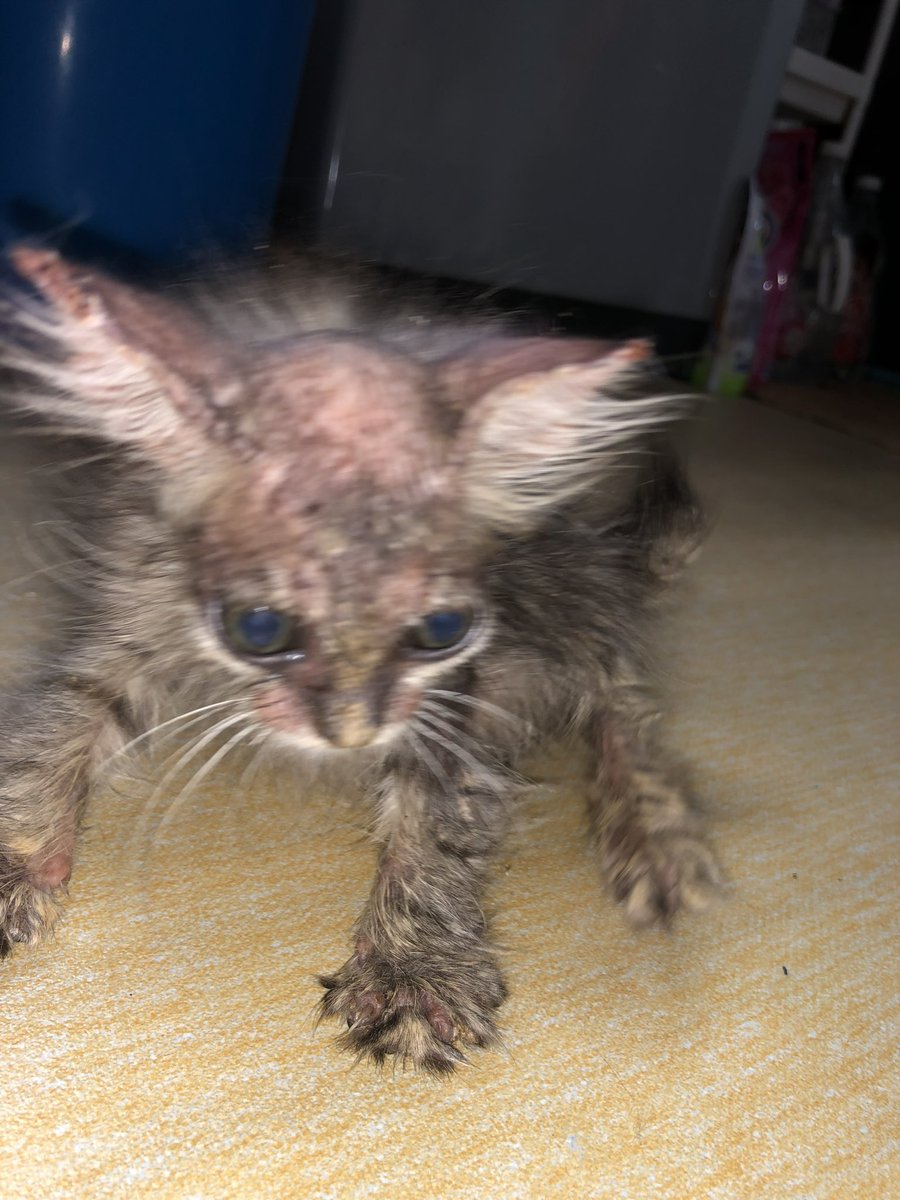 itsybitsymin's tweet photo. masih tak percaya its the same jebat we all saw grow up here on X

from “oh my god what is that” to “oh my god so cuteeee”. 🤣

Stay happy and healthy 🫶 https://t.co/3tusyLYbW0