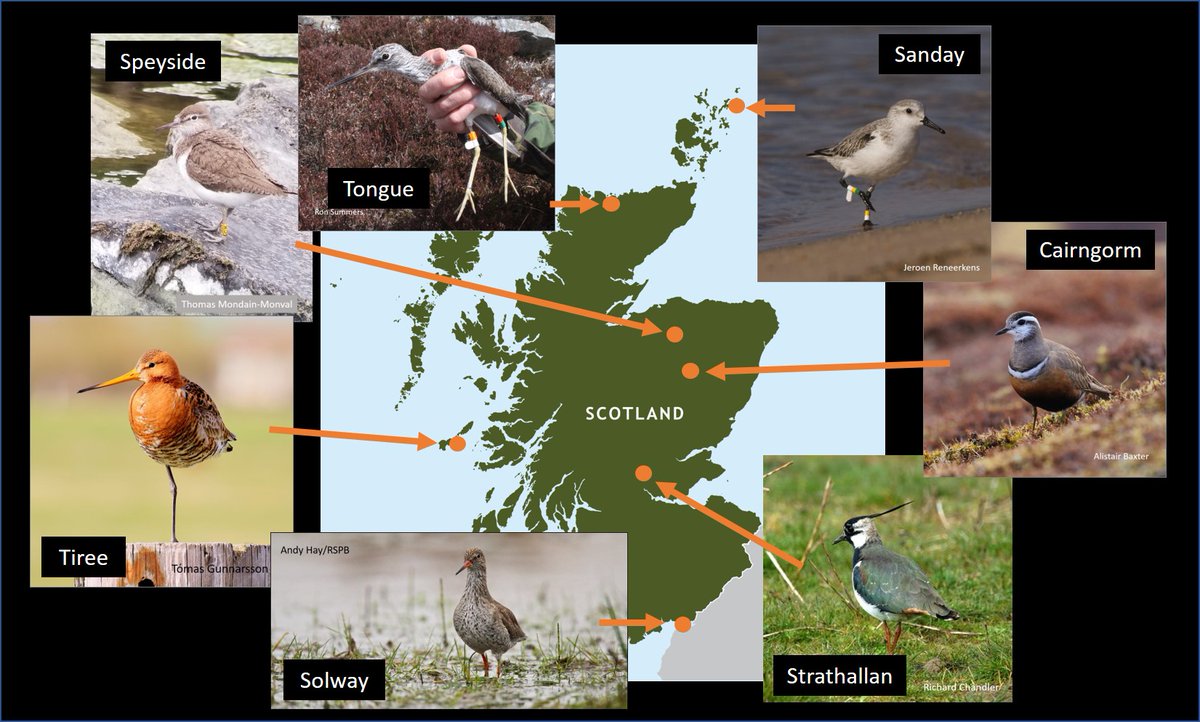Graham Appleton (@grahamfappleton) on Twitter photo ๐ด๓ ง๓ ข๓ ณ๓ ฃ๓ ด๓ ฟ"WaderTales - a taste of Scotland" ๐ด๓ ง๓ ข๓ ณ๓ ฃ๓ ด๓ ฟ
Reading for a wet and windy day?
Updated blog highlights stories about Scottish waders: wadertales.wordpress.com/2016/12/23/wadโฆ
Latest blog about surveying waders in the Cairngorms: wadertales.wordpress.com/2024/12/04/couโฆ
#ornithology ๐ด๓ ง๓ ข๓ ณ๓ ฃ๓ ด๓ ฟ"WaderTales - a taste of Scotland" ๐ด๓ ง๓ ข๓ ณ๓ ฃ๓ ด๓ ฟ
Reading for a wet and windy day?
Updated blog highlights stories about Scottish waders: wadertales.wordpress.com/2016/12/23/wadโฆ
Latest blog about surveying waders in the Cairngorms: wadertales.wordpress.com/2024/12/04/couโฆ
#ornithology