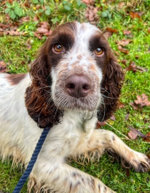 AdoptionsUk's tweet photo. Please retweet, can we give animal accounts a boost by following each other?🐶😺💪
I'm following back animal lovers and getting animals in need seen across Twitter/X  🐕❤️🐎🦔🐳
Below, Myrtle, available for adoption, registered charity, #Cheshire #UK Details or apply below 👇
https://t.co/yYlwZ8RKKu

#dogs #dog #cats #cat #Kittens #Puppies #GermanShepherds #Spaniels #Warrington #Manchester #London #UK @Nightowl400 @LisaClareRead2 @LurcherSOS @gsrescueelite @XCreators @X @elonmusk @RSPCA_official @ScottishSPCA @CatsProtection #England #UK #Wales #Scotland #NorthernIreland #Ireland #USA #Turkey @domdyer70 @rickygervais @JaneFallon @NolanColeen @liamgallagher #Australia @PETAUK @peta @MissingPetsGB @DogLost_UK