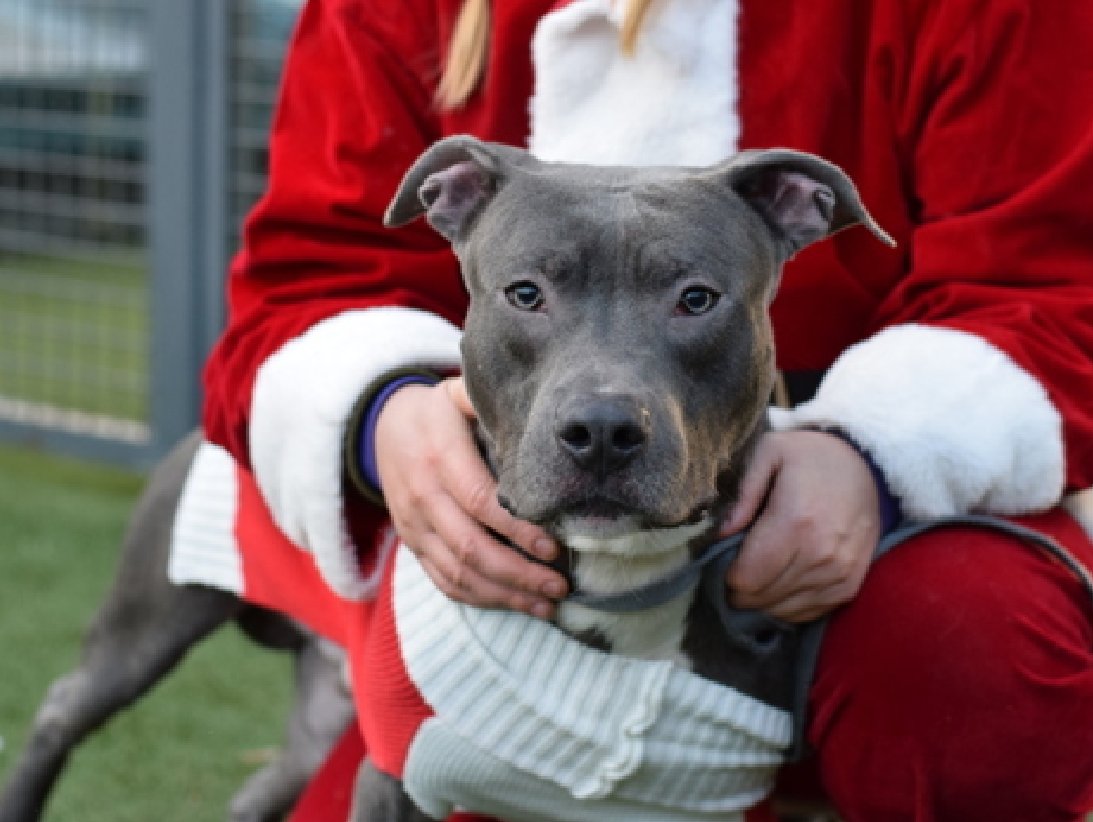NMBewitched's tweet photo. What is #Chrsitmas w/o Rudolph
Empty
This shy little reindeer hasn't been invited to play in his furever home yet
Let's change that!
#HomefortheHolidays
#AdoptMe #RescueMe #FosterMe
https://t.co/WRMZvxMcvA
Isn't he gorgeous? https://t.co/O41kyg1CvK