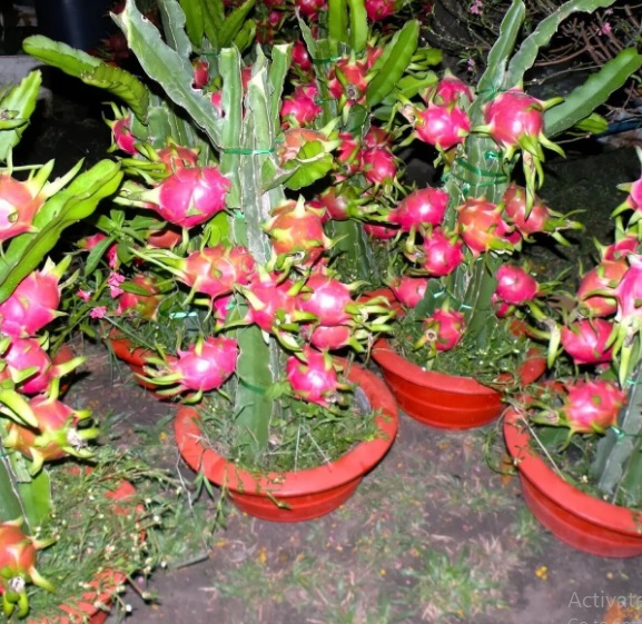 Pearlof_Africa's tweet photo. Dragon fruits are very delicious, nutritious, medicinal cactus family fruit plants. They mature in 6 to 8 months when planted in open garden, and will take 1 year to fruit when planted in a pot.

To get your seedlings here in Uganda Call/Whatsapp 0776200002/752200003, they appear in 3 colours, pink/purple, white & yellow!