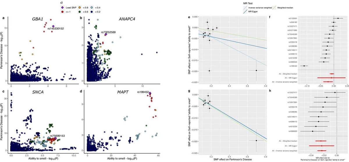 The Science of Parkinson's (@scienceofpd) on Twitter photo Using MR, <a href="/JeffJonggeol/">Jeff Kim</a> <a href="/sarabandres1/">Sara Bandres Ciga</a> <a href="/karlheilbron/">Karl Heilbron</a> <a href="/23andMeResearch/">23andMe Research</a> <a href="/cornelisblauw/">Cornelis Blauwendraat</a> <a href="/predictPD/">Alastair Noyce</a> find evidence for a strong causal relationship between #Parkinsons & liability towards poorer sense of smell, but weak evidence for the reverse direction
nature.com/articles/s4153… Using MR, <a href="/JeffJonggeol/">Jeff Kim</a> <a href="/sarabandres1/">Sara Bandres Ciga</a> <a href="/karlheilbron/">Karl Heilbron</a> <a href="/23andMeResearch/">23andMe Research</a> <a href="/cornelisblauw/">Cornelis Blauwendraat</a> <a href="/predictPD/">Alastair Noyce</a> find evidence for a strong causal relationship between #Parkinsons & liability towards poorer sense of smell, but weak evidence for the reverse direction
nature.com/articles/s4153…
